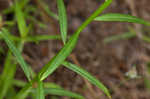 Purple milkwort